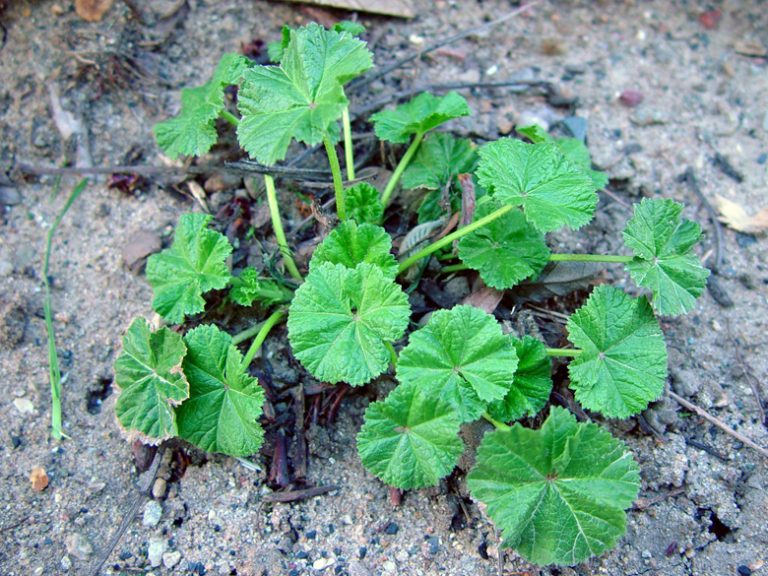 Lebanon's Wild Edible Plants Lebanon Traveler