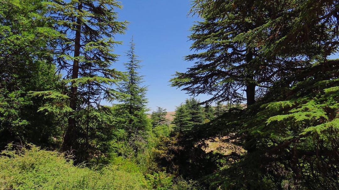 handicappet Phobia vulkansk 7 Nature Reserves To Visit In Lebanon - Lebanon Traveler