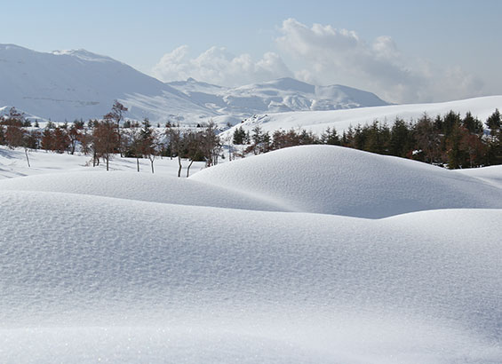 cedars-of-god-lebanon-traveler