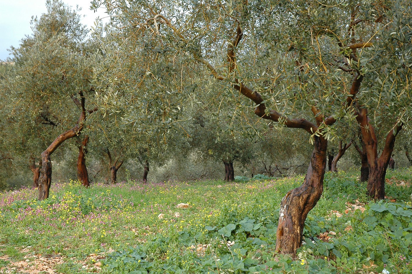 olives-lebanon-traveler