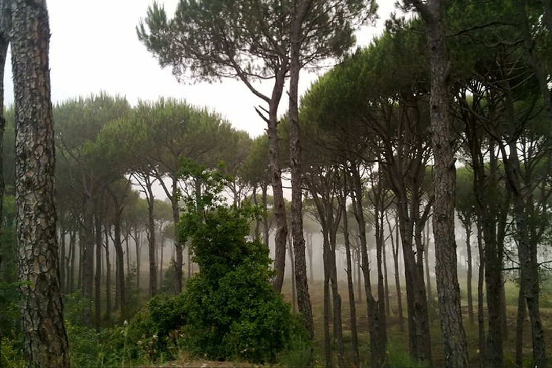 pine-forest-mtein-mini-guide-lebanon-traveler