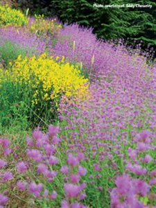 shouf-cedar-reserve-lebanon-traveler