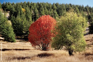 shouf-cedar-reserve-lebanon-traveler