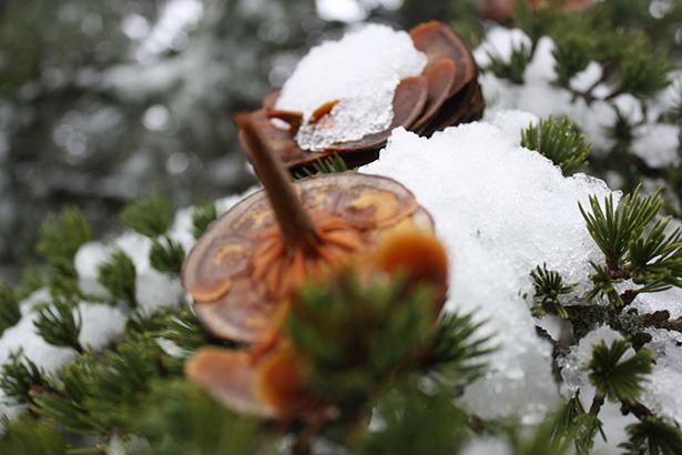 snowshoe-adventures-lebanon-traveler