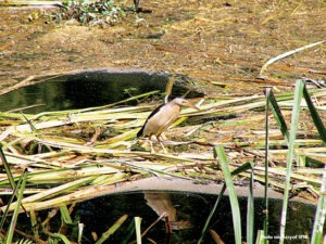 bird-watching-lebanon-traveler