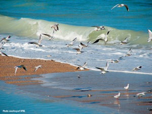 bird-watching-lebanon-traveler