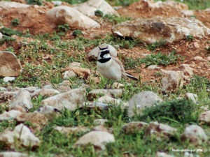bird-watching-lebanon-traveler