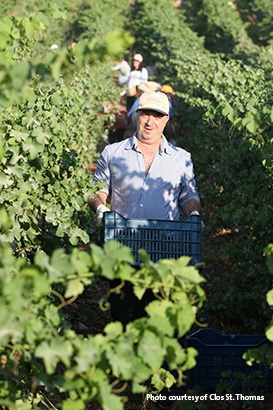 wine-harvest-lebanon-traveler