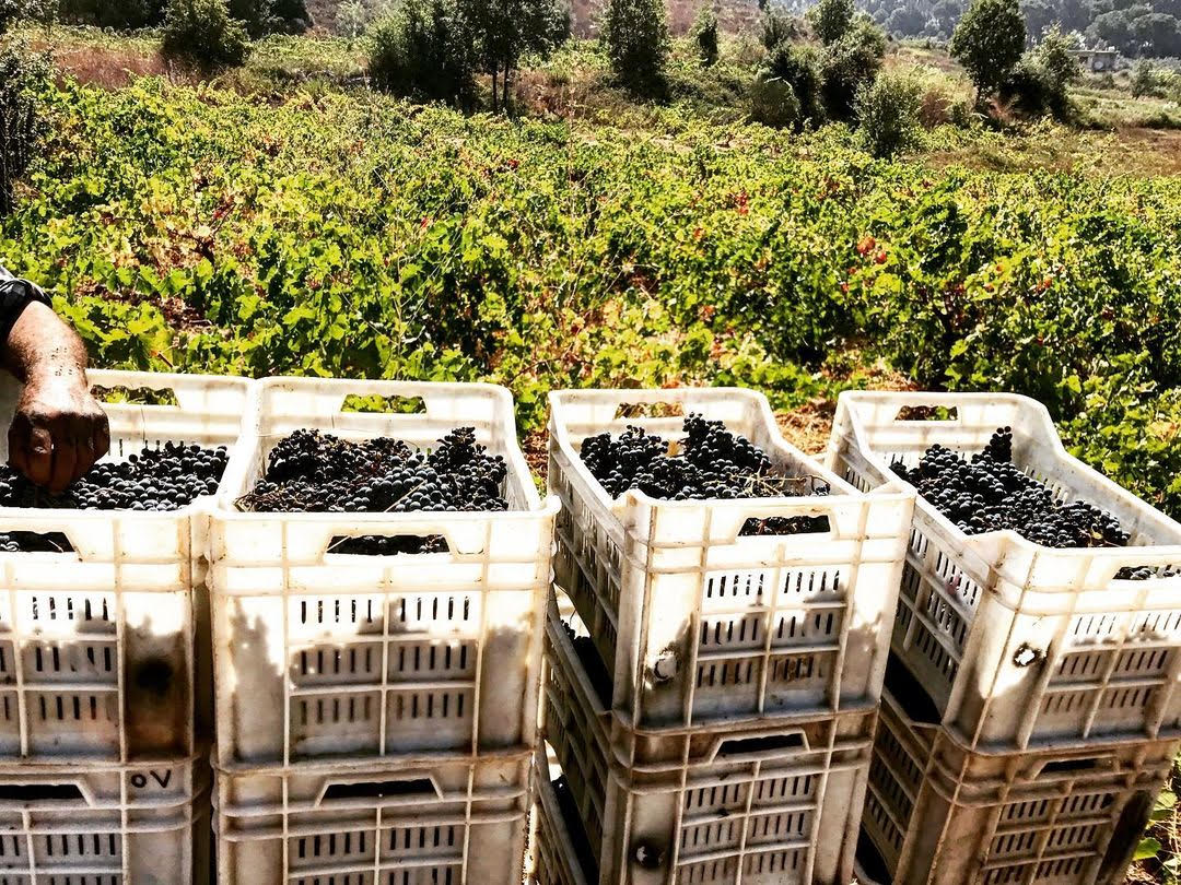 wine-harvest-lebanon-traveler