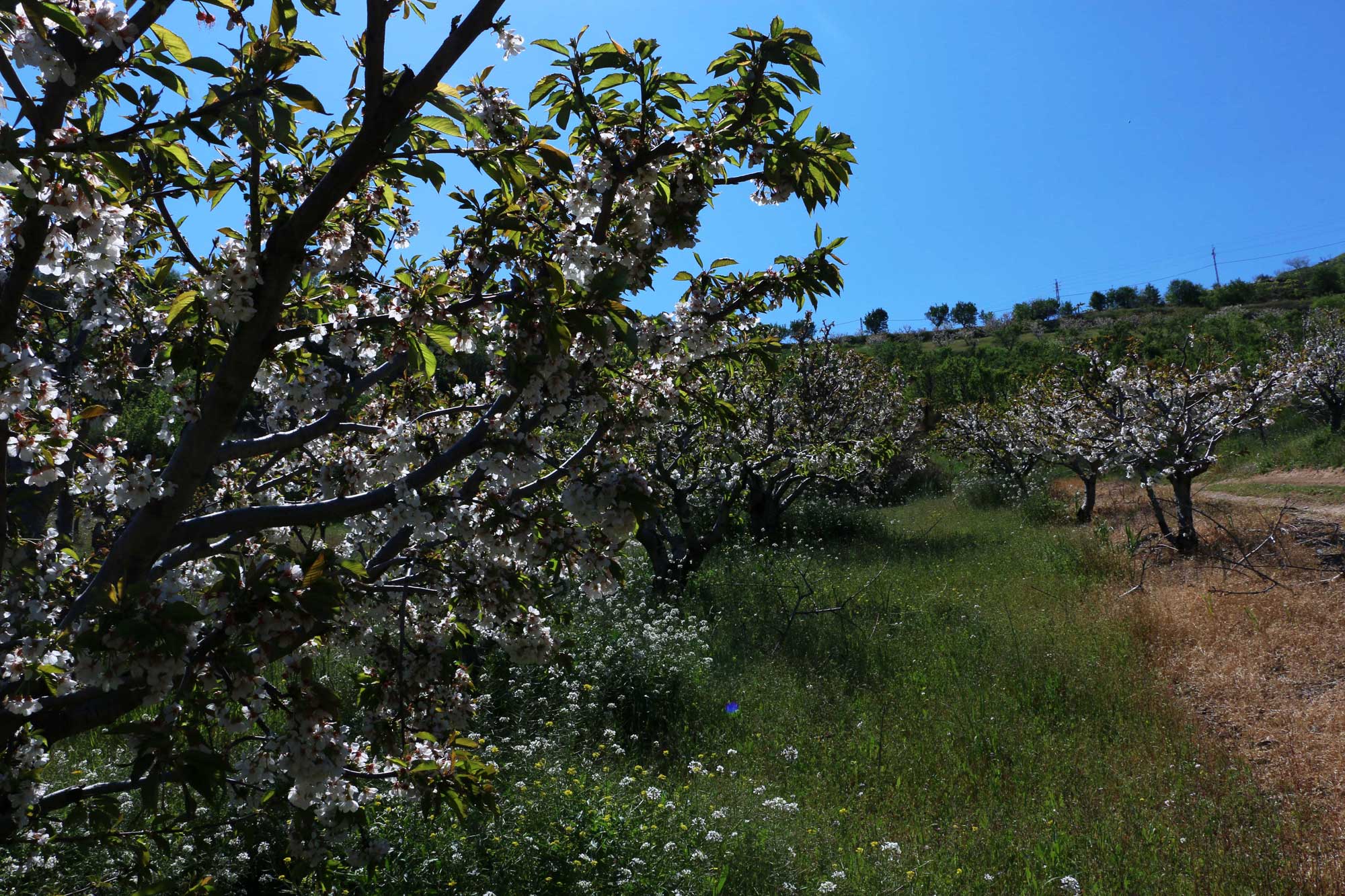 Nabi Alya's agricultural heritage