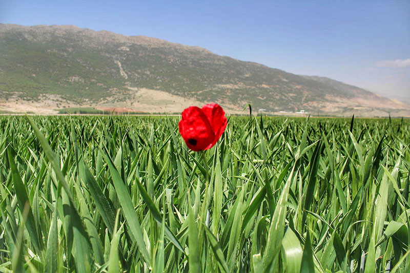 roadtrips-lebanon-traveler