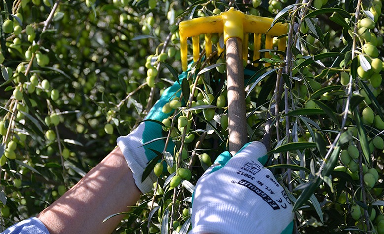 Olive-picking-lebanon-traveler