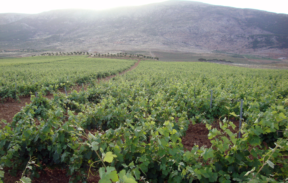 Chateau-Kefraya-West-bekaa-lebanon-traveler