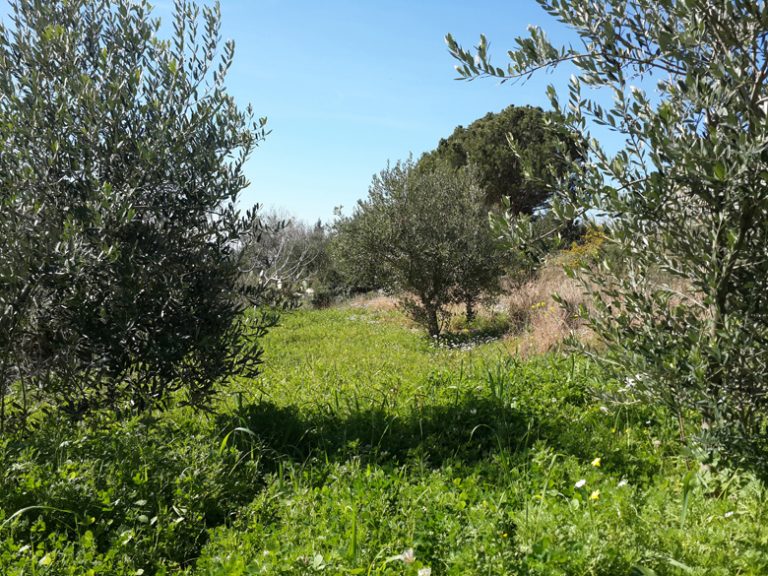 Lebanon's Wild Edible Plants Lebanon Traveler