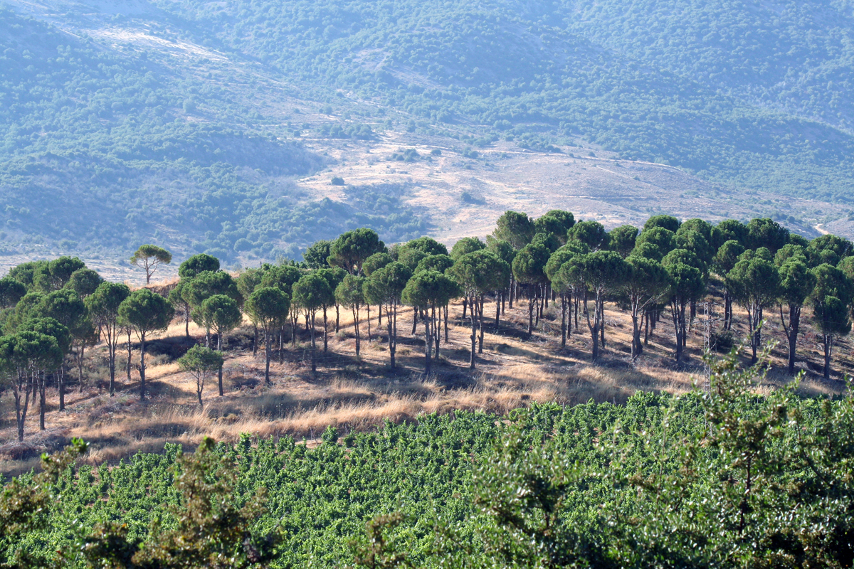 Qab Elias Lebanon Traveler 