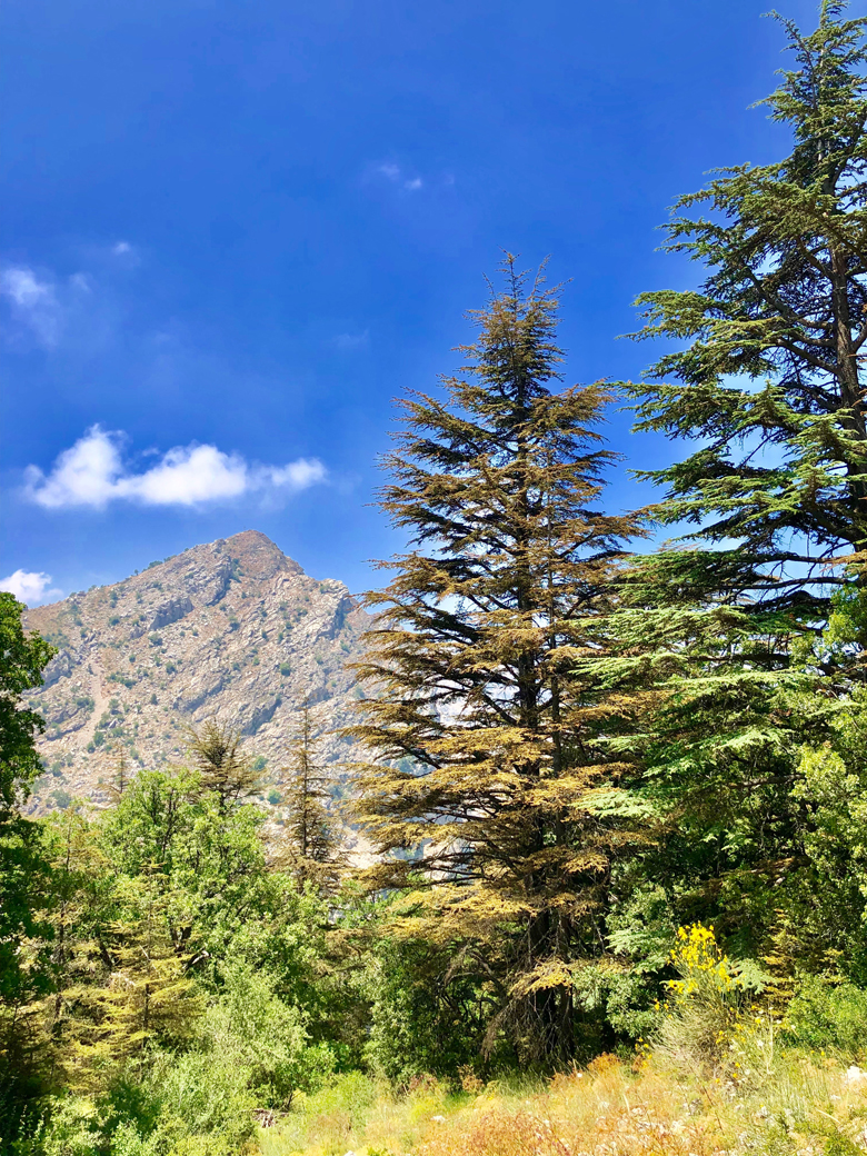 Tannourine-Cedar-lebanon-traveler