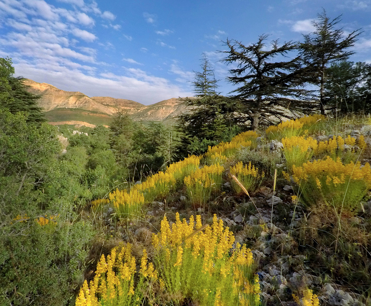 tannourine-mini-guide-lebanon-traveler