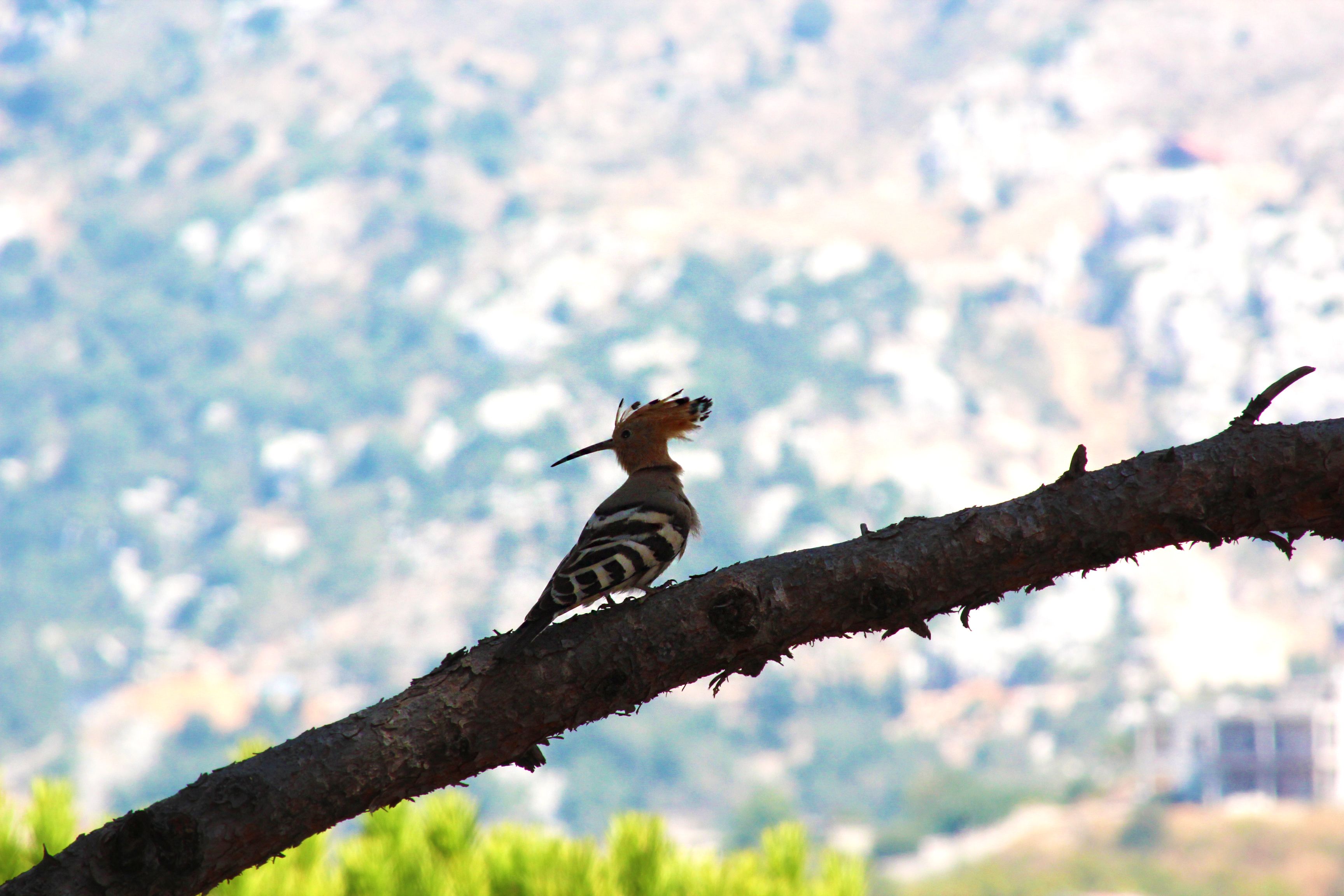 Hoopoe-Bois-de-Boulogne-lebanon-traveler