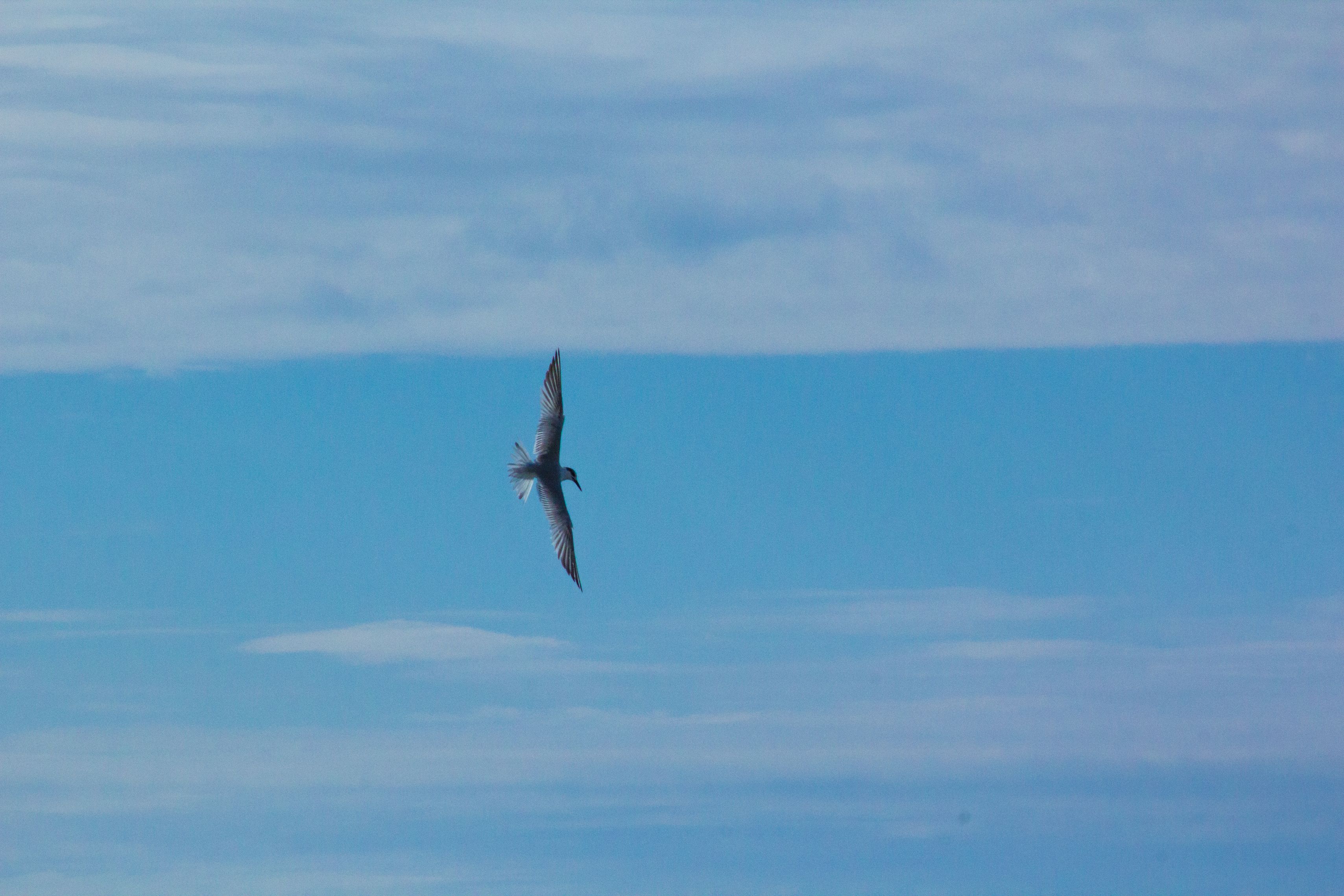 seagull-dbayeh-lebanon-traveler