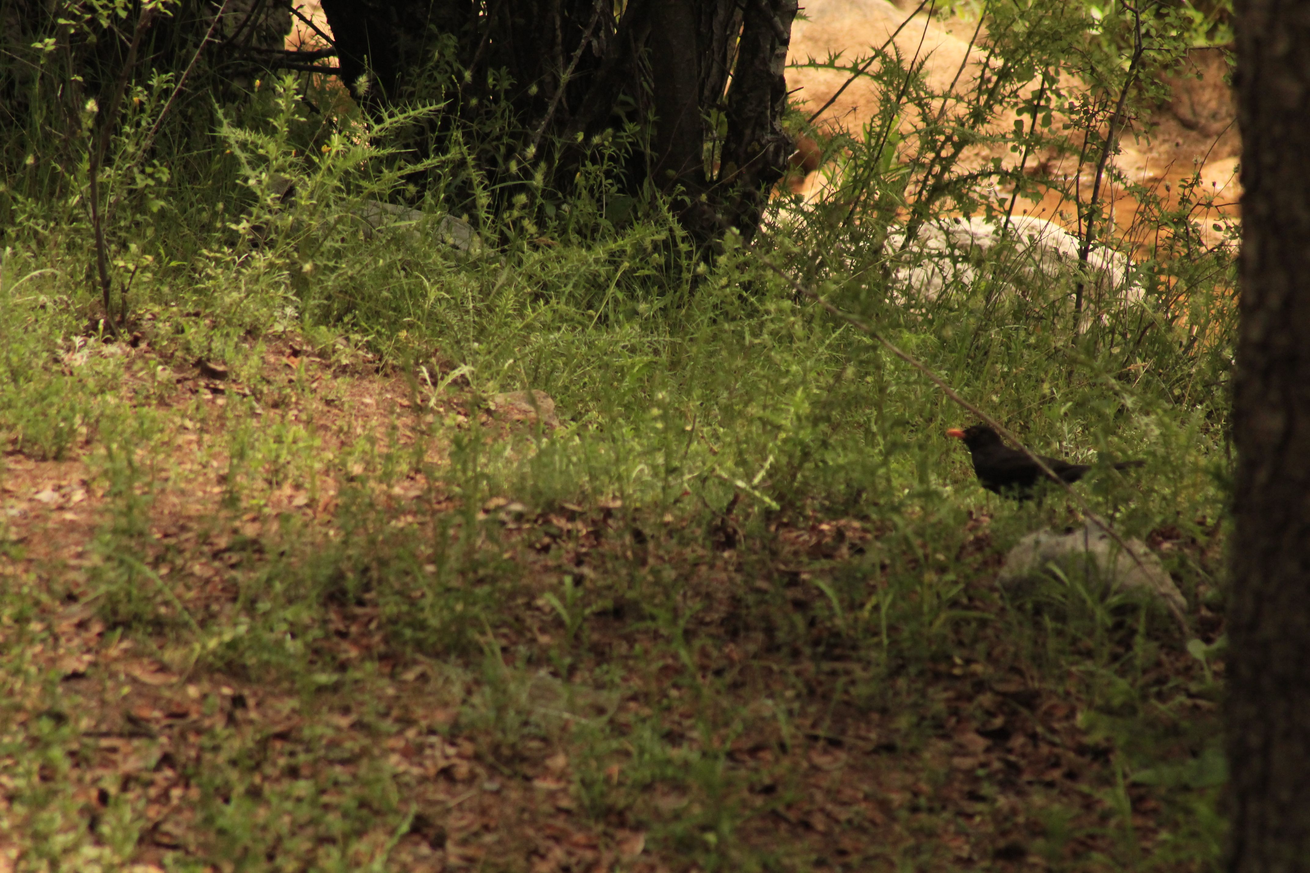 blackbird-ehmej-lebanon-traveler