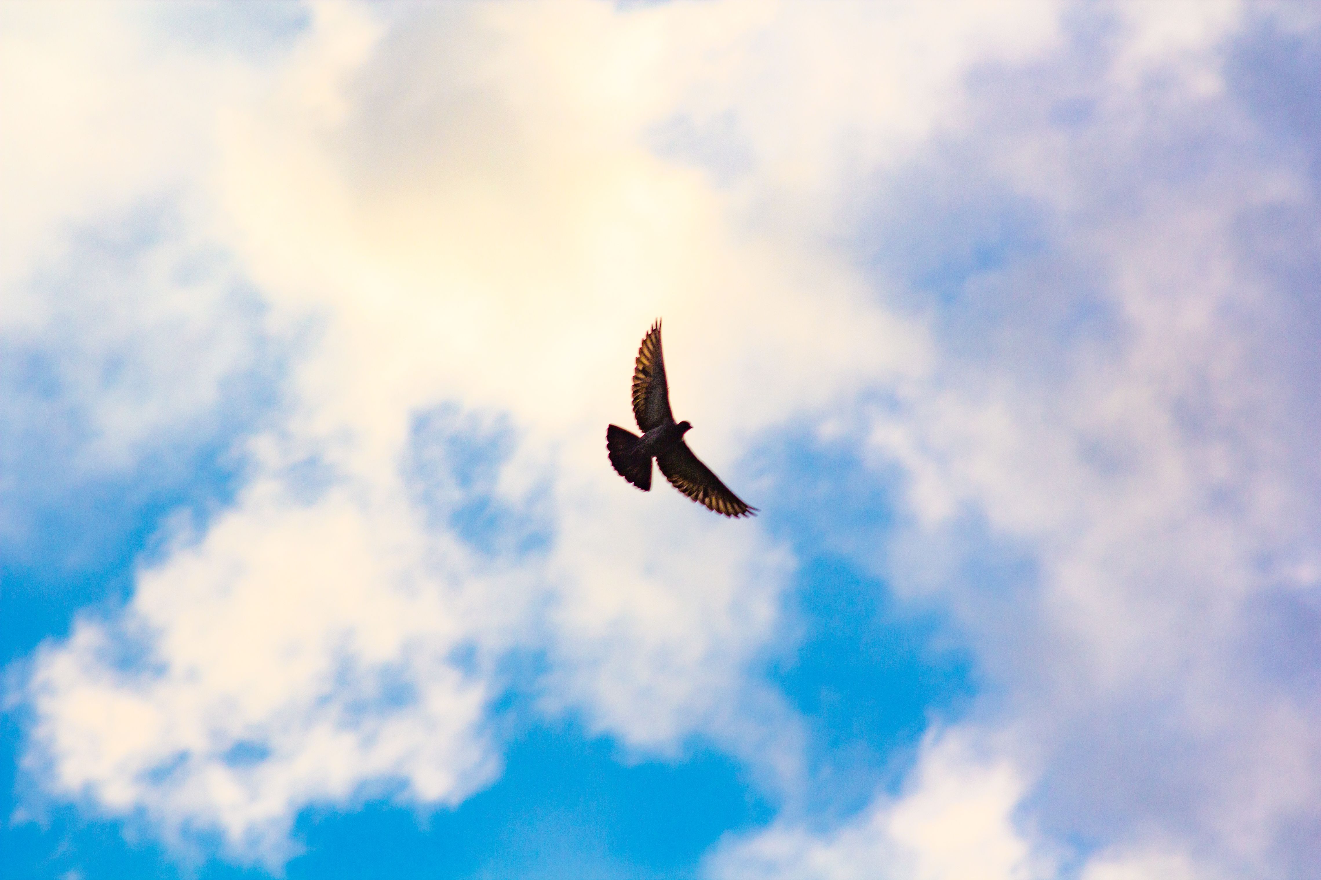 pigeon-sahel-alma-lebanon-traveler