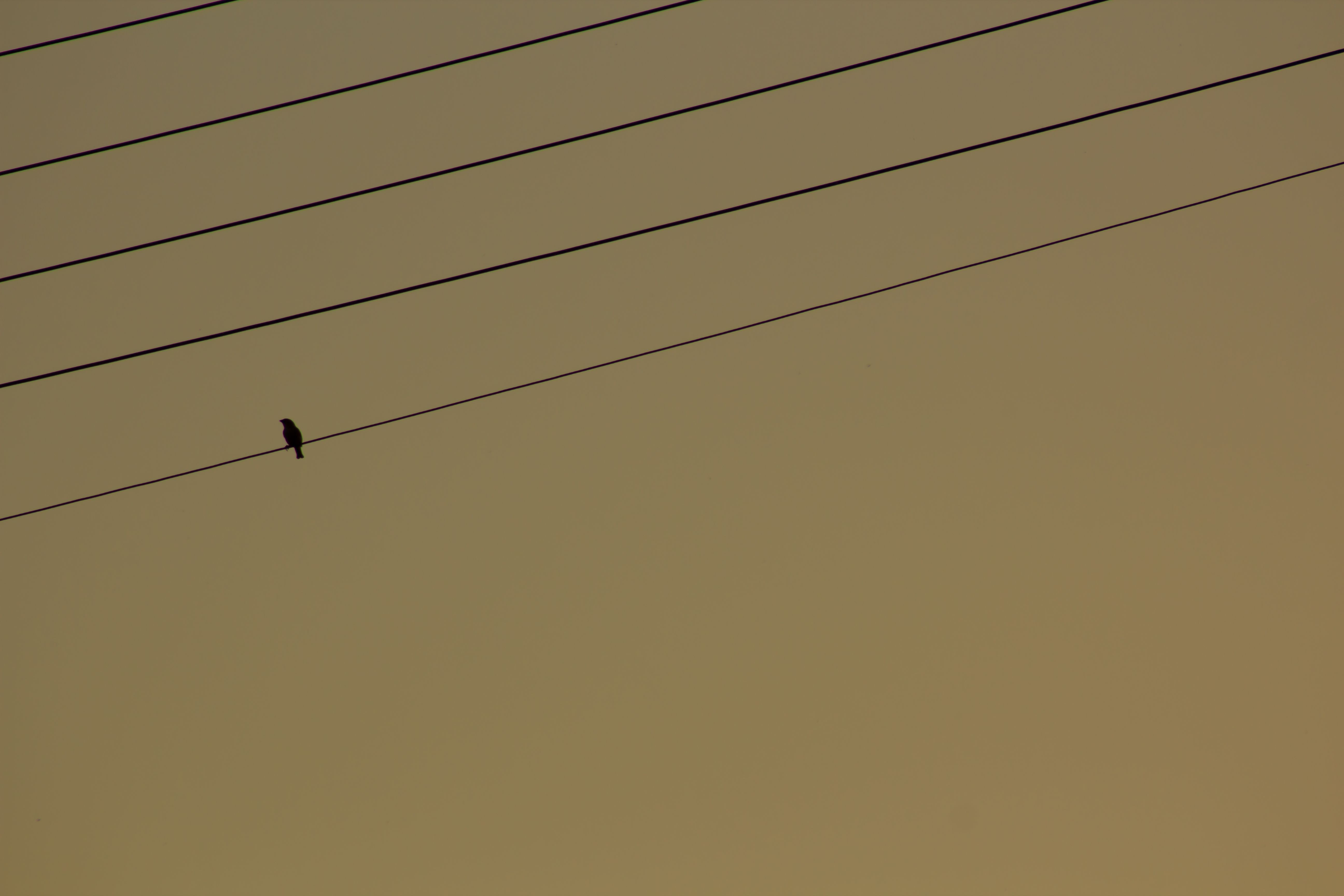 cowbird-west-bekaa-lebanon-traveler