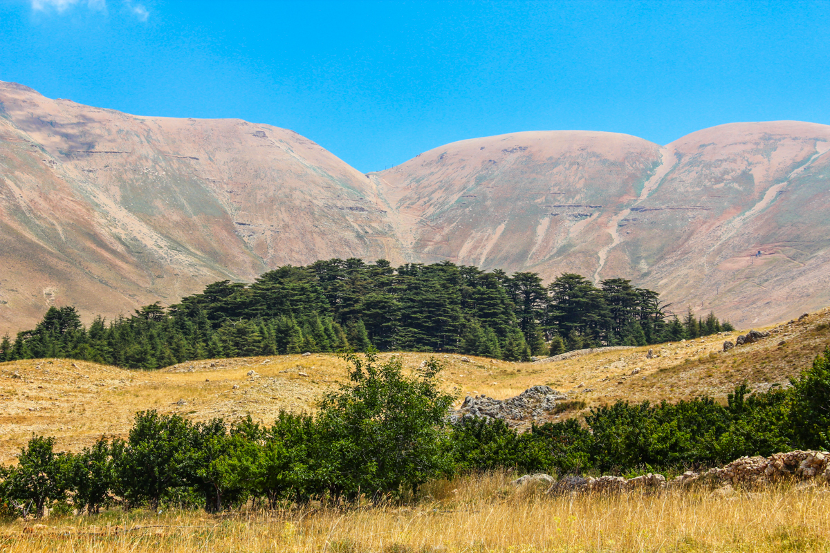 cedars-north-lebanon-lebanon-traveler