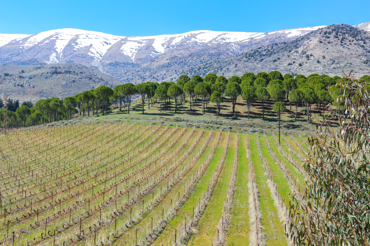 kefraya-bekaa-lebanon-traveler