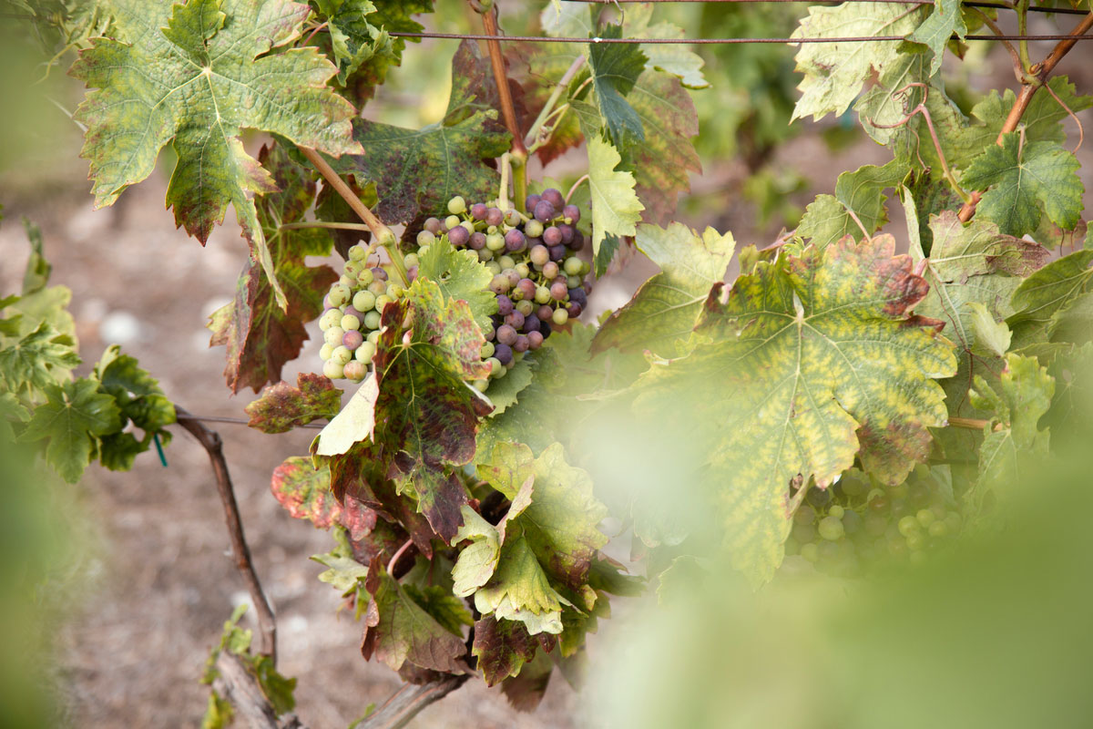 ixsir-winery-lebanon-traveler-grapes-vineyards-wine