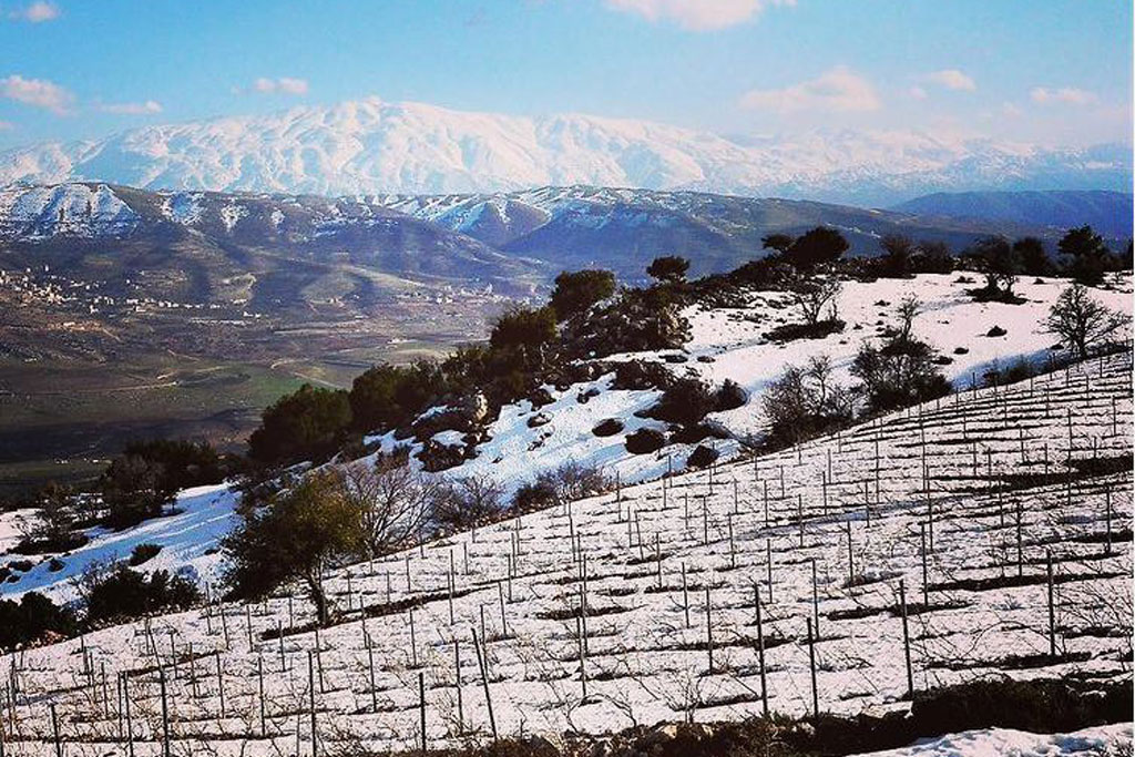 Chateau-Qanafar-vineyards-lebanon-traveler