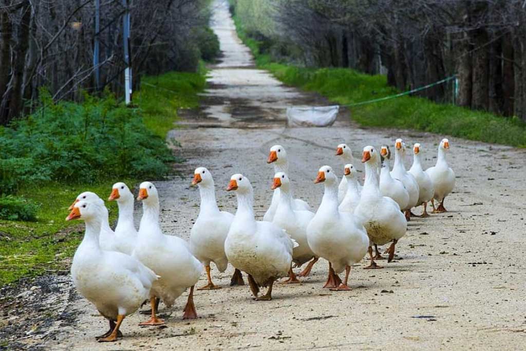 ammiq-bekaa-birds-animals-lebanon-traveler