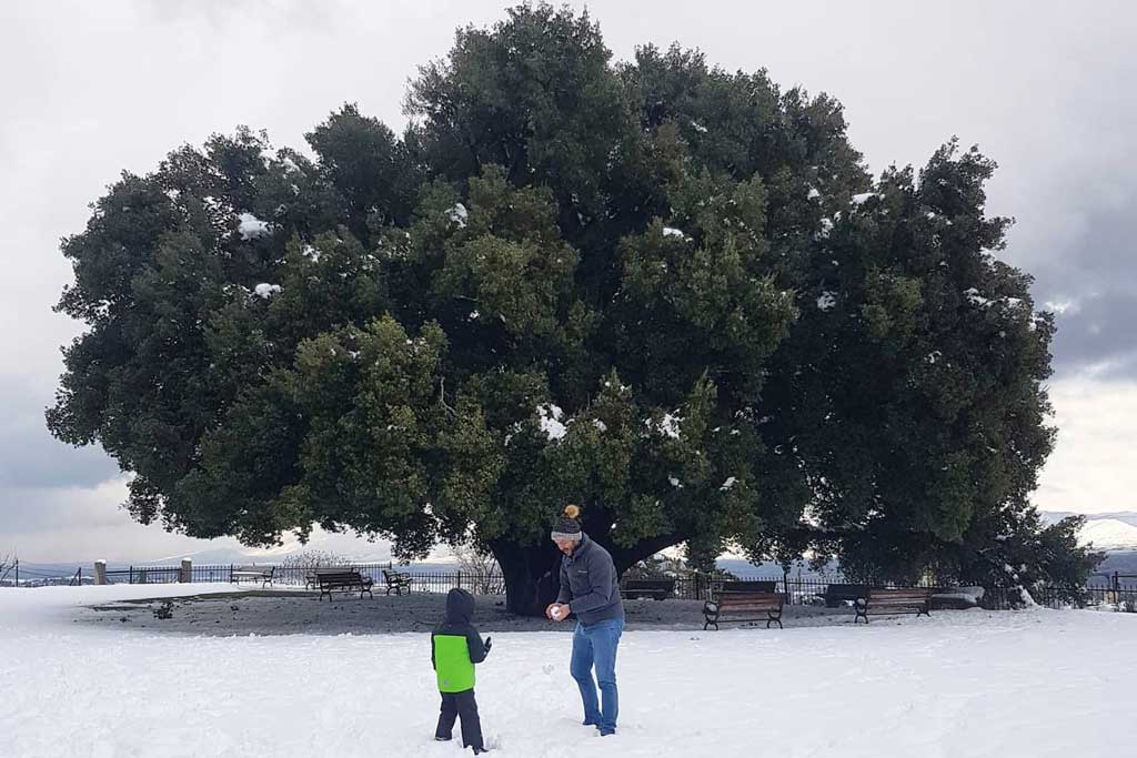 kherbet-qanafar-oak-tree-lebanon-traveler