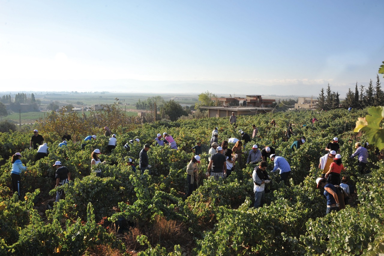 chateau-st-thomas-harvest-lebanon-traveler