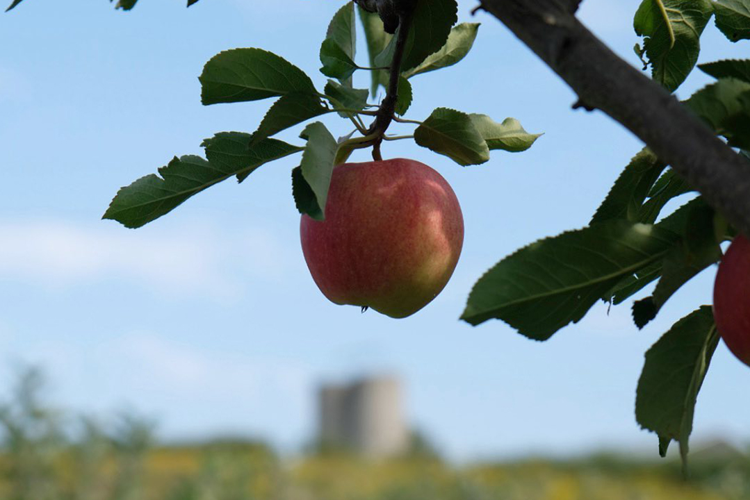 cidra-apple-farmer-lebanon-traveler