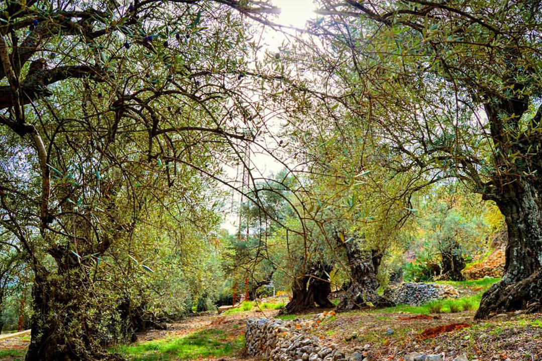 kawkaba-agrliculture-nature-lebanon-traveler