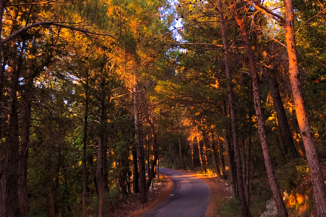 mini-guide-hardine-forest-lebanon-traveler