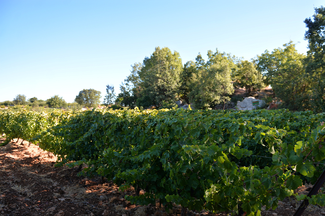 karam-wines-lebanon-traveler