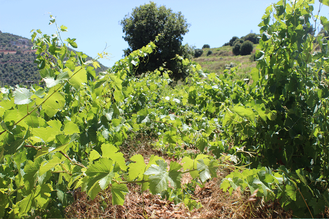 aydar-vinyard-lebanon-traveler-Recovered