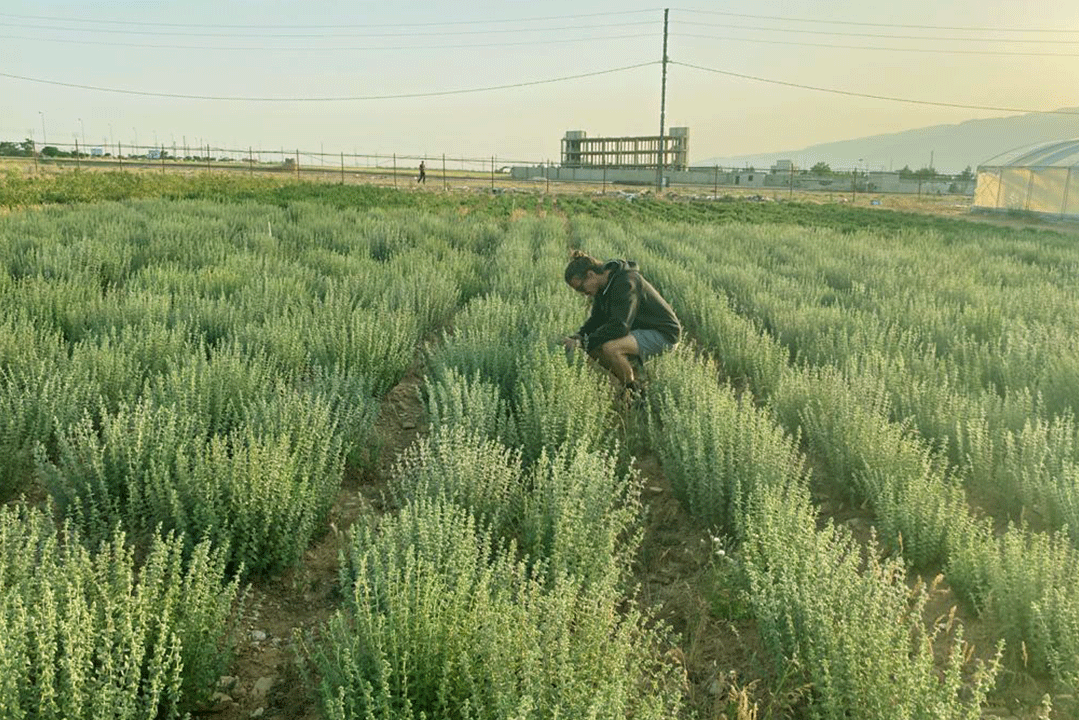 zaatar-lebanon-traveler