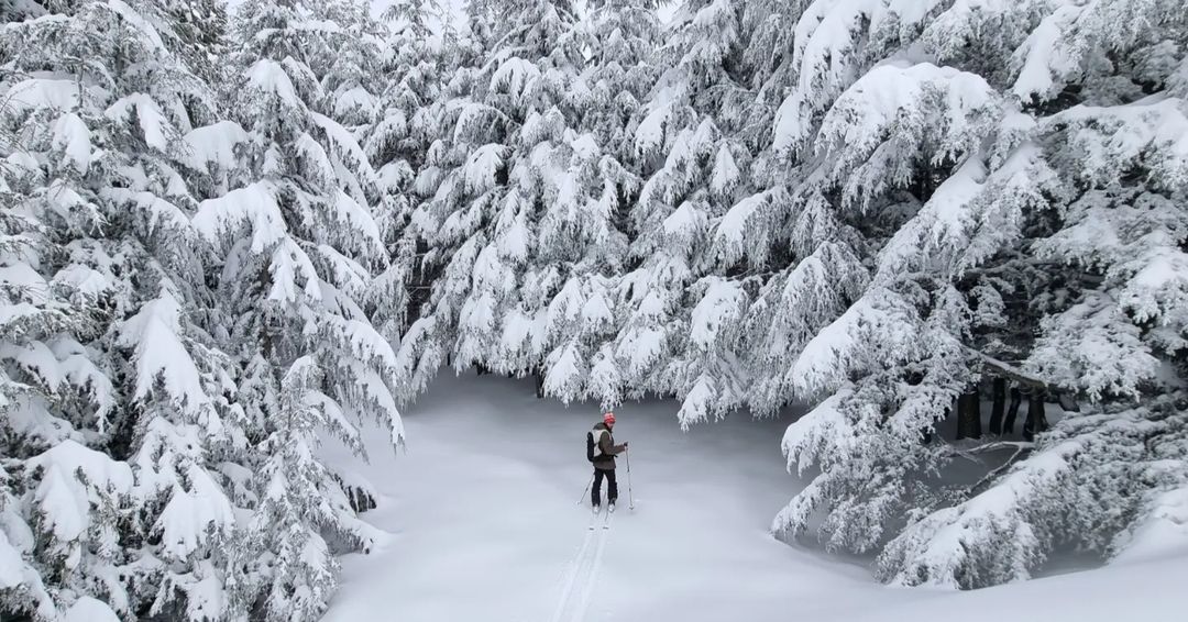 Cedars-of-god-lebanon-traveler-tourism