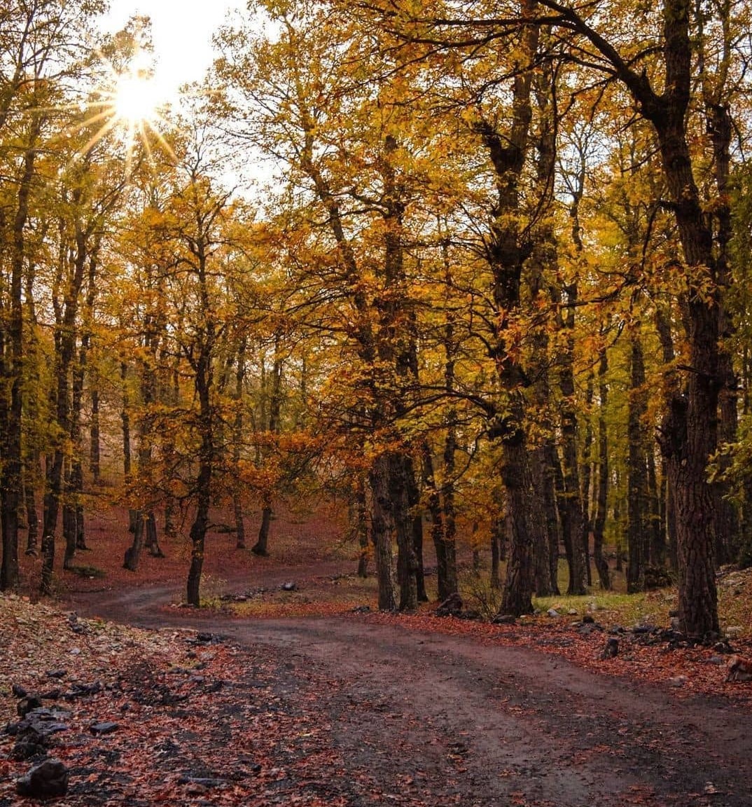 iron-oak-forest-akkar-hiking-lebanon-traveler-tourism