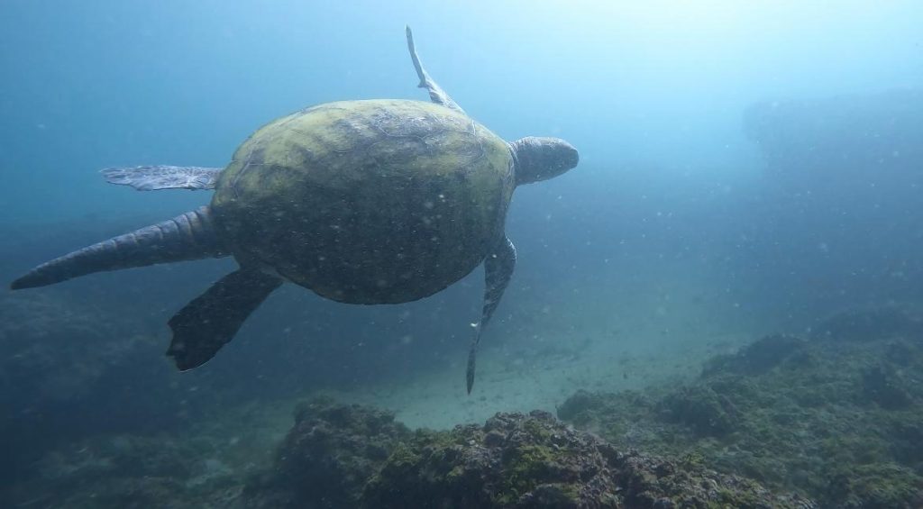DIVING IN LEBANON