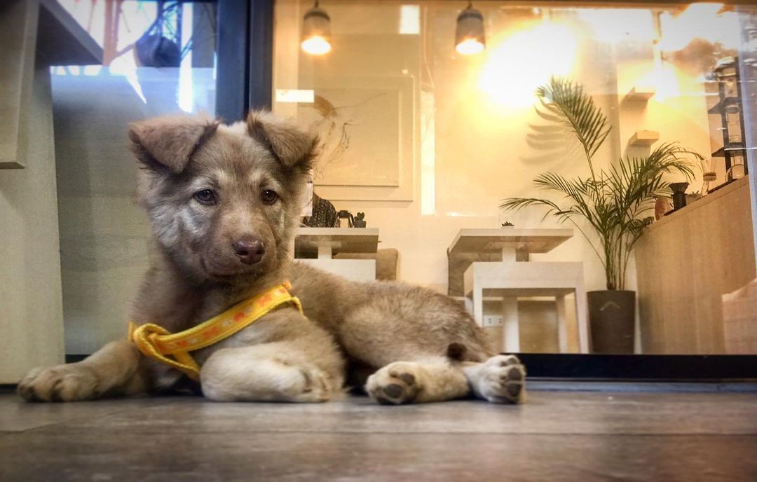 Cozy Indoor PetFriendly Places in Beirut Lebanon Traveler